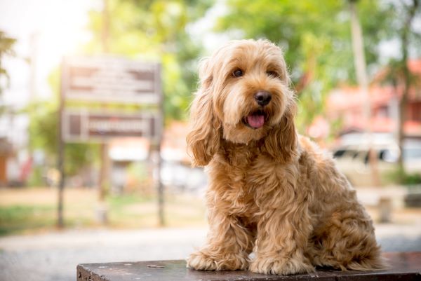 Cute Cockapoo dog sit on table.