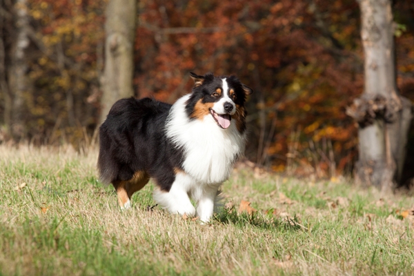 Australian Shepherd