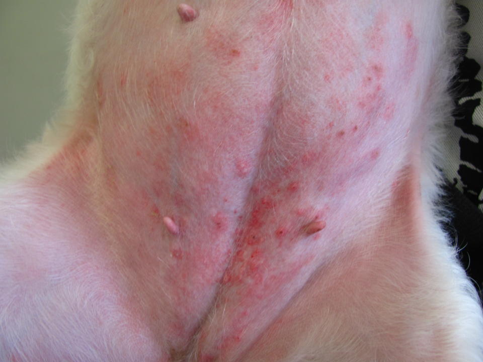 Atopic dermatitis - abdomen (Source: http://www.county-vets.co.uk/veterinary-services/small-animals/dogs/itchy-pet/)