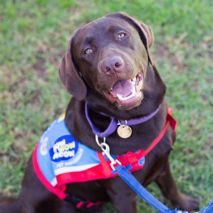 Bow Wow Meow Assisstance Dog Kora Labrador Assistance Dogs Australia Thumbnail