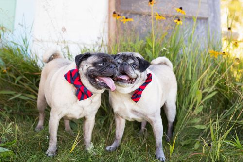 BrindleBerry Pet Photography Pug Bowtie