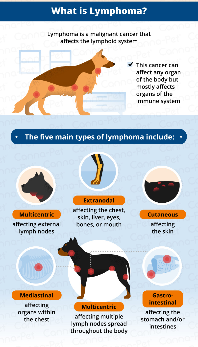 Dog Lymphoma Infographic