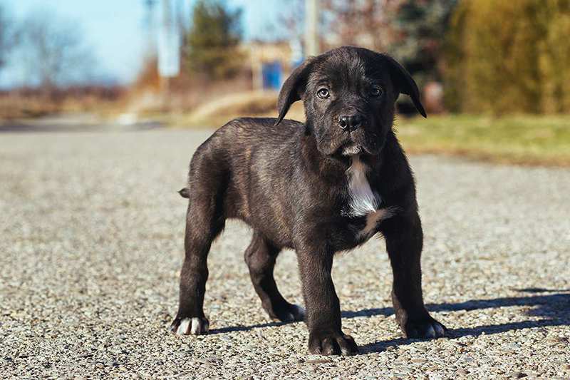 Cane Corso Bow Wow Meow Pet Insurance