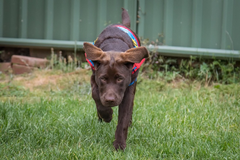 Assistance Dog Kora labrador running