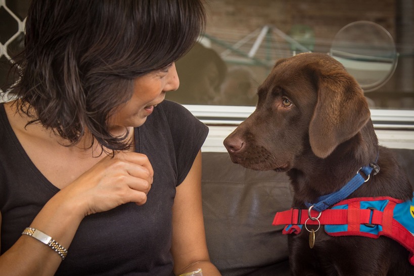 Assistance Dog Labrador Training