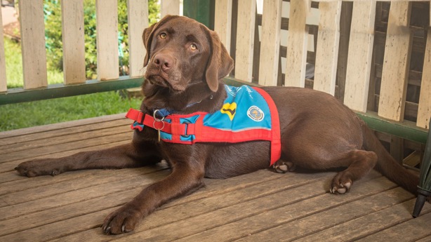 Assistance Dog Brown Labrador Kora