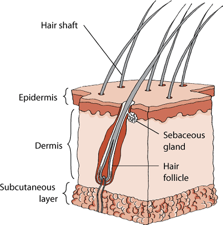 Squamous cell carcinoma in dogs; Structure of the skin in dogs