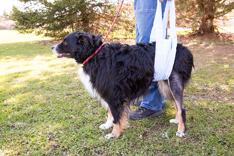 Dog recovering from TPLO surgery walking with sling support. Cruciate disease in dogs. Cruciate ligament dog. Cruciate ligament injury in dogs.