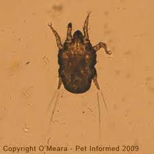 Dog Ear mite