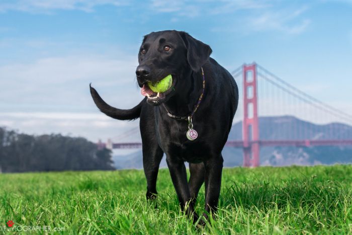 Furrtographer Pet Photography Black Dog