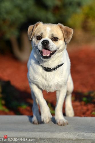 Furrtographer Pet Photography Small Dog