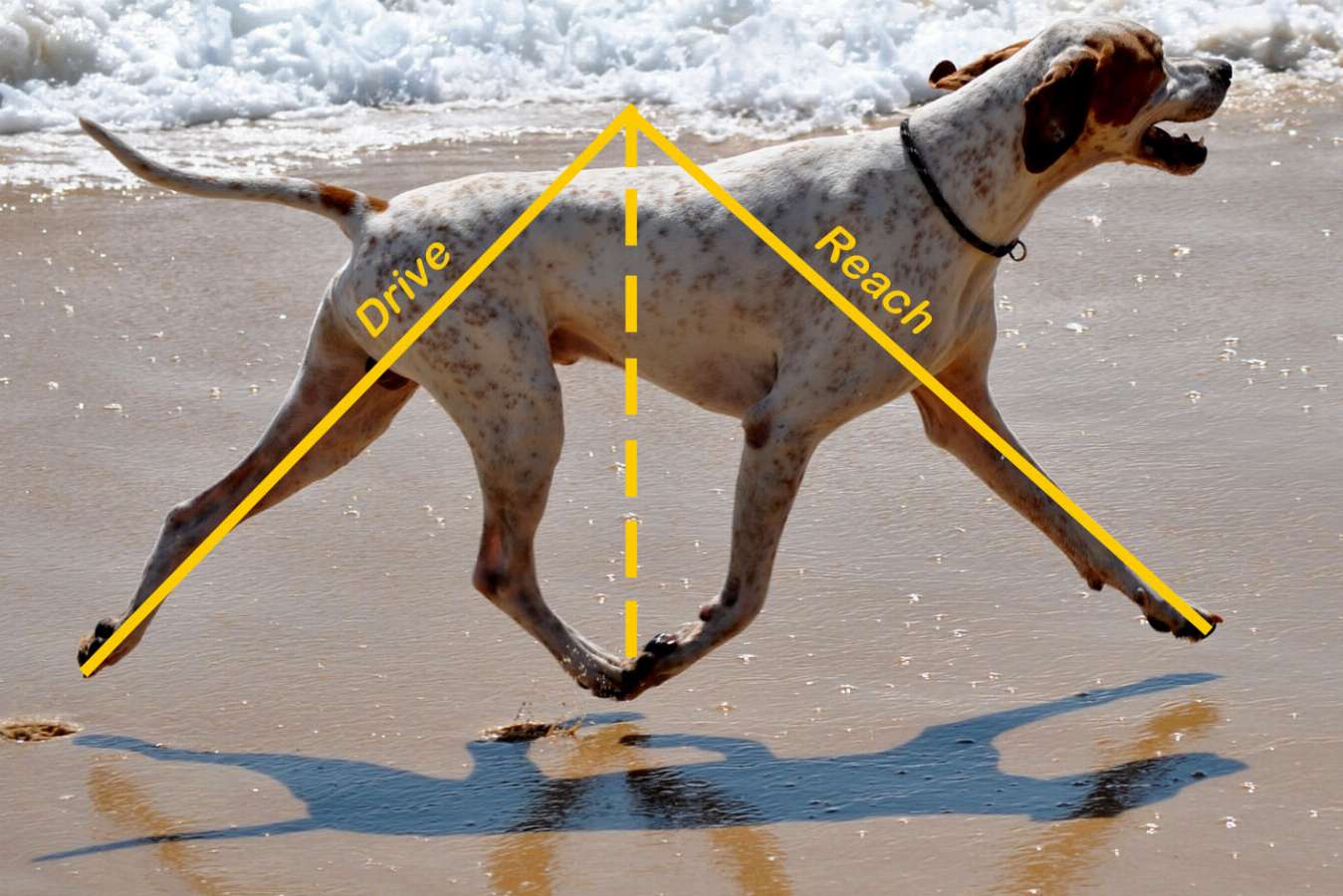 Trot with balanced Reach and Drive, English Pointer (Grapics by Bob Harvey, Photo by Helen McCready)