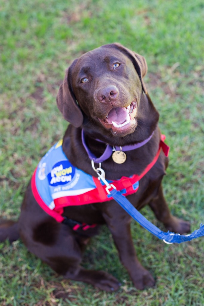 Assistance Dog Kora happy labrador