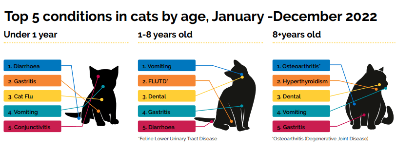 Top cat health conditions cat health care Bow Wow Meow pet insurance