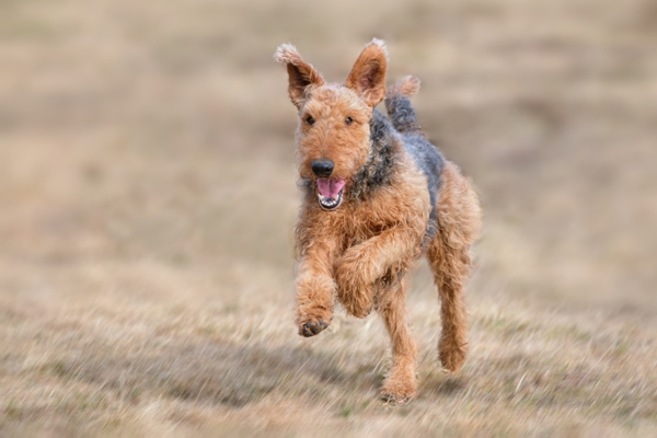 Airedale Terrier Bow Wow Meow Pet Insurance