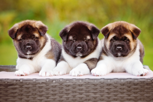 Akita Puppies Akita Bow Wow Meow Pet Insurance