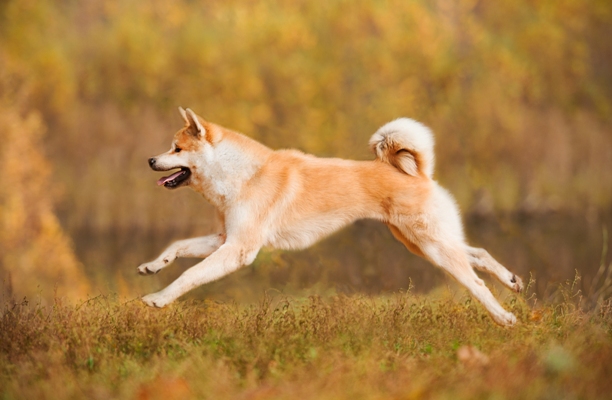 Akita Running Akita Bow Wow Meow Pet Insurance