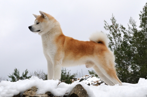 Akita Standing in Snow Akita Bow Wow Meow Pet Insurance