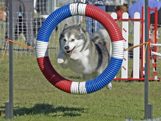 Alaskan Malamute Jumping Alaskan Malamute Bow Wow Meow Pet Insurance