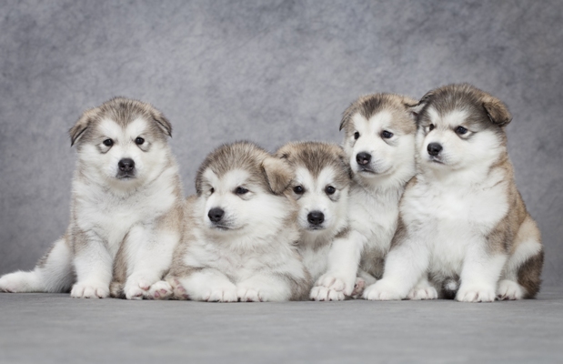 Alaskan Malamute Puppies Alaskan Malamute Bow Wow Meow Pet Insurance