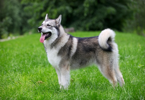 Alaskan Malamute Alaskan Malamute Bow Wow Meow Pet Insurance