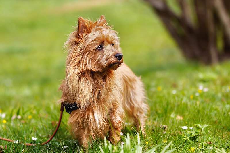 australian-aussie-terrier-adult-stading-in-grass