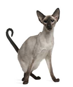 Balinese Cat