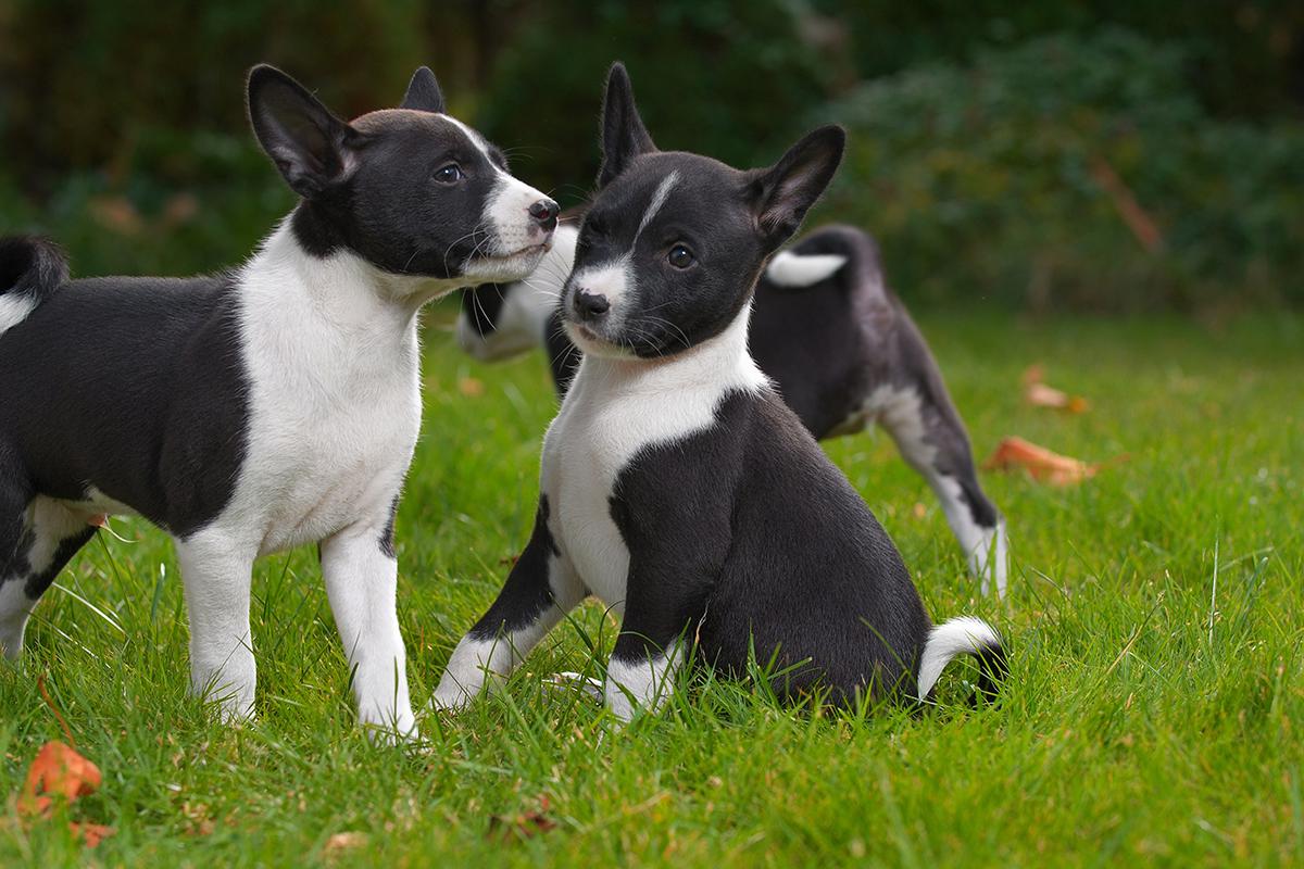 Basenji Basenji Bow Wow Meow Pet Insurance