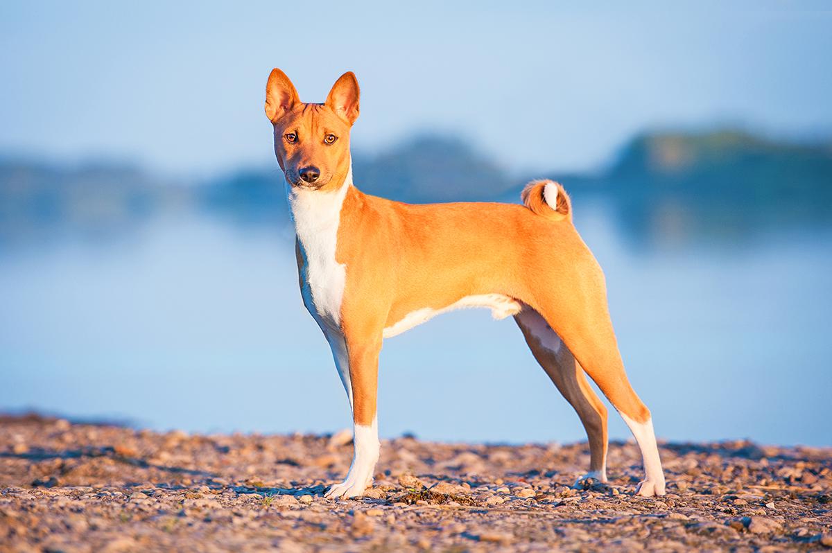 Basenji Bow Wow Meow Pet Insurance