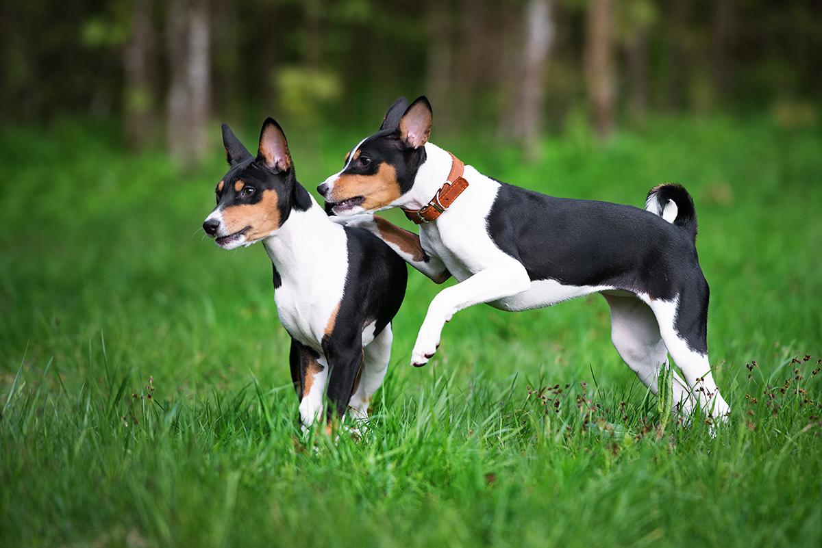 Basenji Basenji Bow Wow Meow Pet Insurance