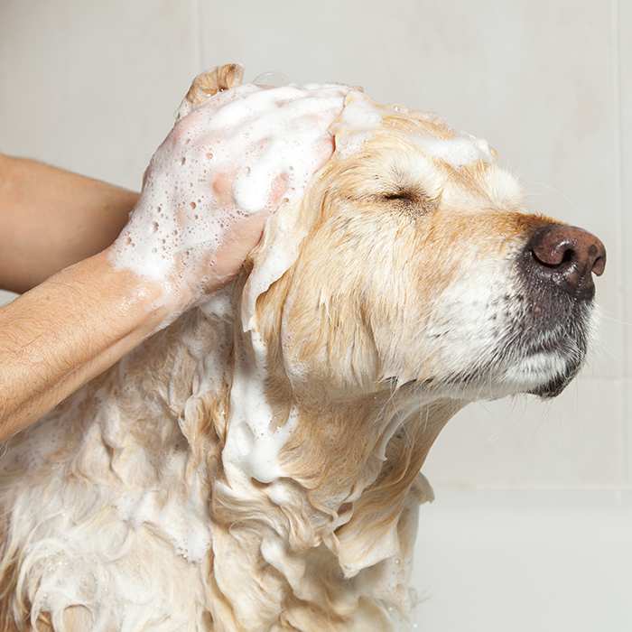 bathing-dog-golden-retriever-dog-wash