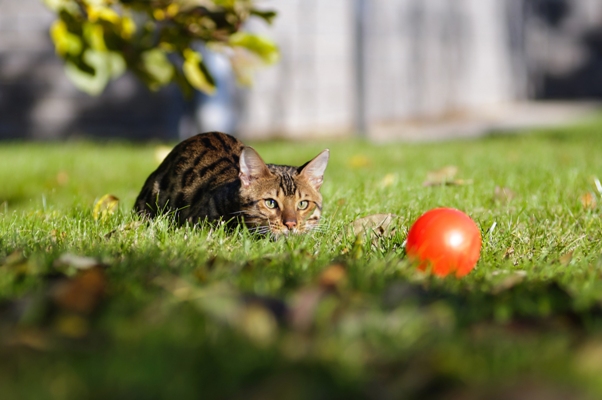 Bengal Cat Bengal Cat Bow Wow Meow Pet Insurance