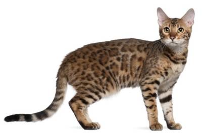 Bengal Cat