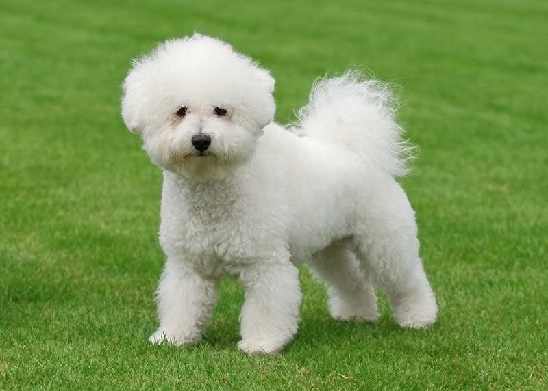 bichon-frise-adult-standing-on-lawn Bichon Frise Bow Wow Meow Pet Insurance