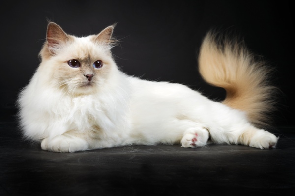 Birman Cat Bow Wow Meow Pet Insurance