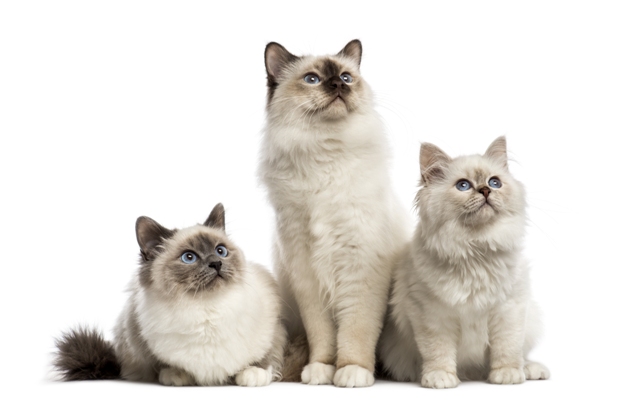 Birman Cat Bow Wow Meow Pet Insurance