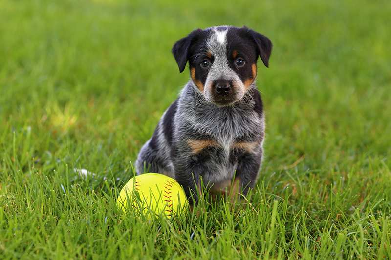 blue-heeler-australian-cattledog-puppy-with-ball-in-grass Australian Cattle Dog Bow Wow Meow Pet Insurance