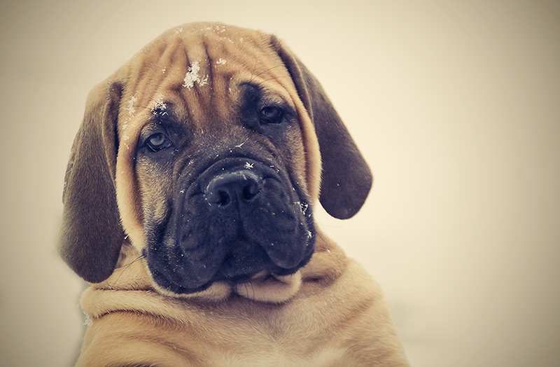 boerboel-puppy-face-closeup Boerboel Bow Wow Meow Pet Insurance