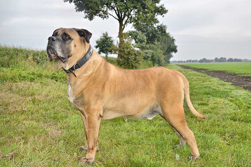 Boerboel Bow Wow Meow Pet Insurance