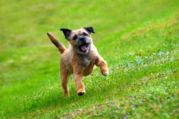 Border Terrier Running Border Terrier Bow Wow Meow Pet Insurance