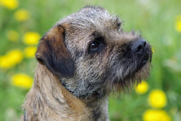 Border Terrier Bow Wow Meow Pet Insurance