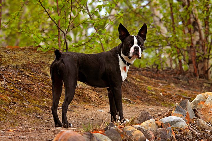 Boston Terrier Bow Wow Meow Pet Insurance