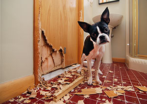 Boston Terrier Bow Wow Meow Pet Insurance