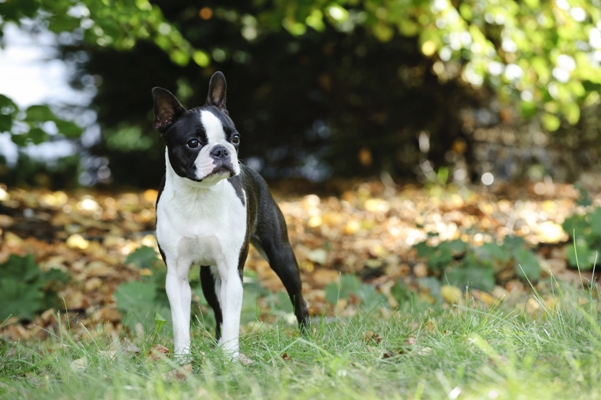 Boston Terrier Standing Boston Terrier Bow Wow Meow Pet Insurance