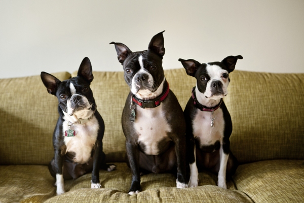 Boston Terrier Bow Wow Meow Pet Insurance