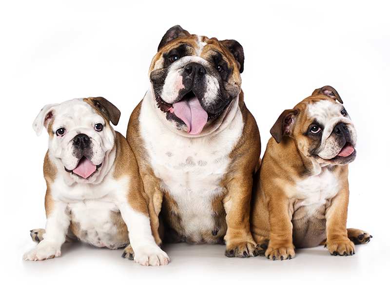 English Bulldog Bow Wow Meow Pet Insurance