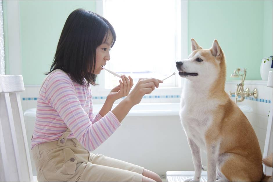 Brushing a dogs teeth