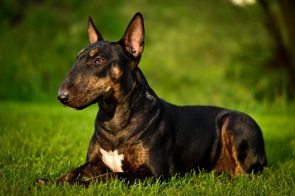 Bull Terrier Lying Down Bull Terrier Bow Wow Meow Pet Insurance