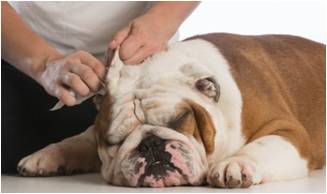 Bulldog Getting Ears Cleaned