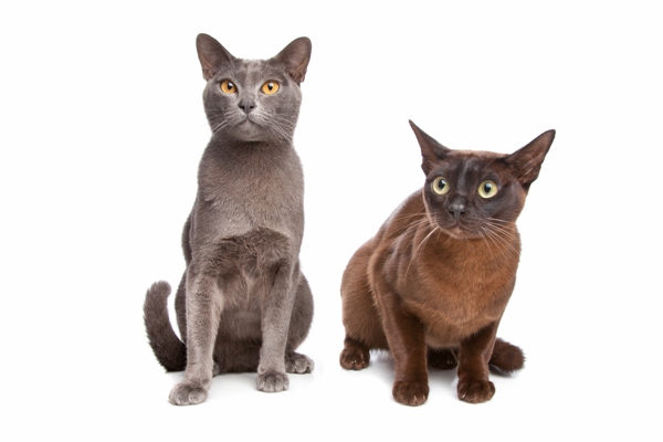 Burmese Cat Bow Wow Meow Pet Insurance